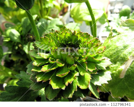 Ranunculus green Ranunculus green 112796341