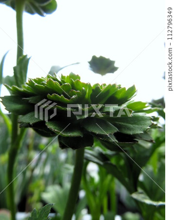Ranunculus green Ranunculus green 112796349