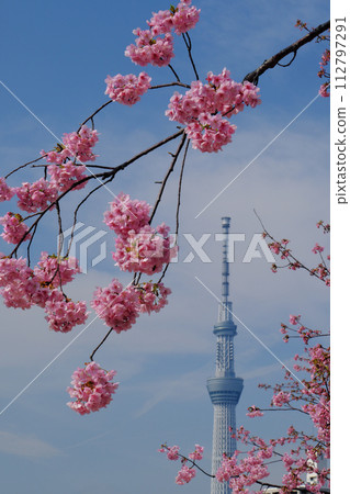 Tokyo Sky Tree and early blooming cherry blossoms Tokyo Sky Tree and early blooming cherry blossoms 112797291