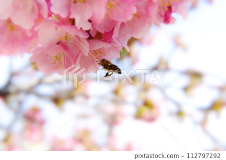 Bees searching for nectar in cherry blossoms Bees searching for nectar in cherry blossoms 112797292