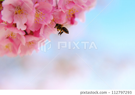 Bees searching for nectar in cherry blossoms 112797293