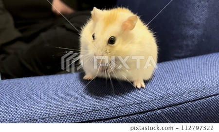 Yellow Djungarian hamster looking sideways Yellow Djungarian hamster looking sideways 112797322