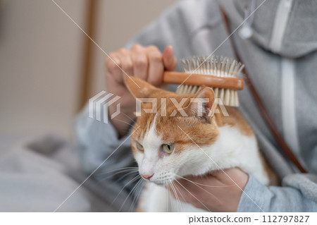 Brush the cat brown tabby white 112797827