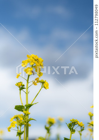 Rape blossoms and blue sky 112798049