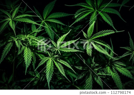 Banner consisting from traditional species marijuana in leaves, Ai generated 112798174