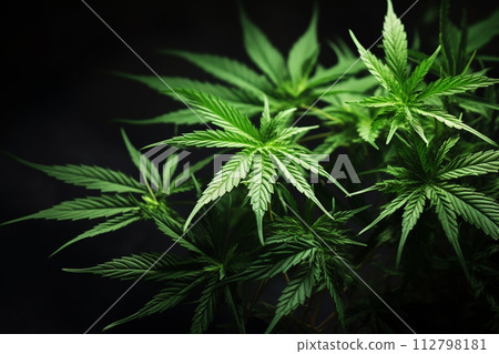 Banner consisting from traditional species marijuana in leaves, Ai generated 112798181