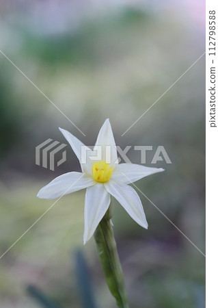 白水仙花 白水仙花 112798588