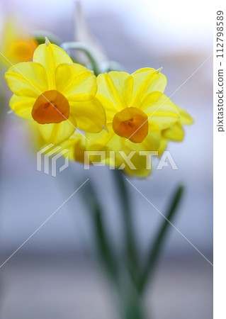 早春盛開的水仙花 早春盛開的水仙花 112798589
