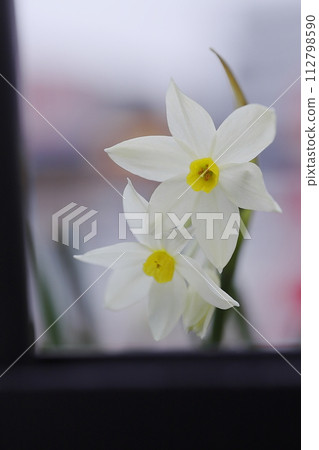 白水仙花 白水仙花 112798590