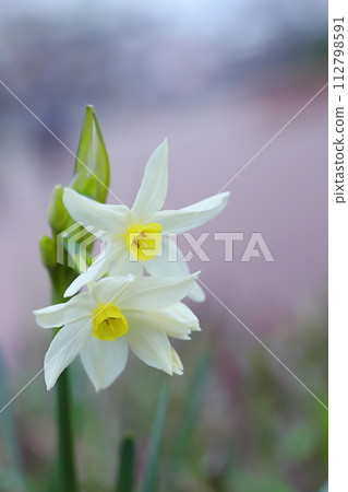 春天盛開的水仙花白花 春天盛開的水仙花白花 112798591