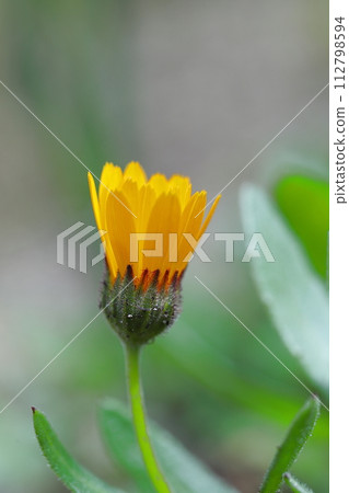 Orange calendula flower Orange calendula flower 112798594