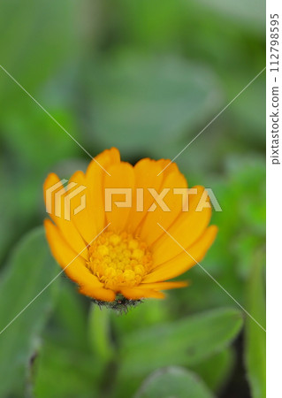 Calendula flowers seen from above Calendula flowers seen from above 112798595