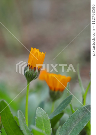 橙色金盞草花 112798596