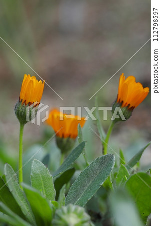 橙色金盞草花 橙色金盞草花 112798597