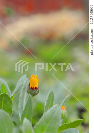 Orange calendula flower 112798605