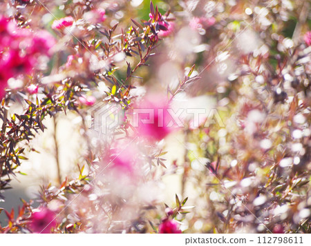 一棵樹，開著鮮豔的粉紅色花朵 112798611