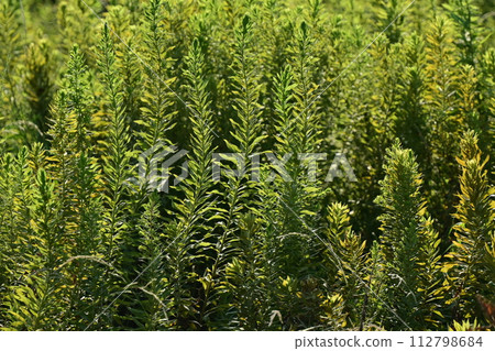 空地、荒地、雜草、土地、空地 112798684