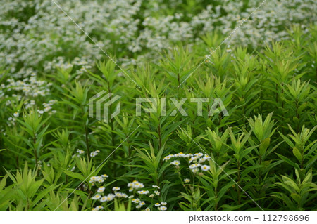 Vacant land, wasteland, weeds, land, vacant lot Vacant land, wasteland, weeds, land, vacant lot 112798696