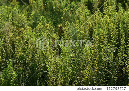 Vacant land, wasteland, weeds, land, vacant lot Vacant land, wasteland, weeds, land, vacant lot 112798727