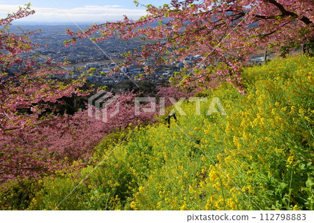 松田宗陵、神奈川縣足柄郡松田町、內藤園亞栗公園、佐賀三園山坡上早開的河津櫻花、油菜花田以及下方的城市 112798883