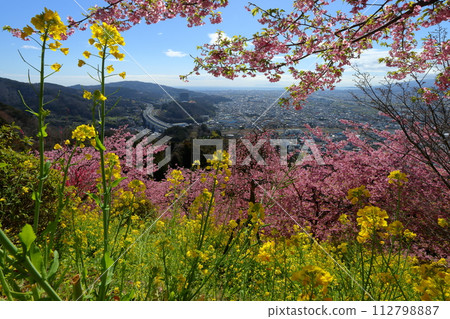 Matsuda Soryo, Matsuda Town, Ashigarakami District, Kanagawa Prefecture, Naitoen Aguri Park, early blooming Kawazu cherry blossoms on the slopes of Saga Sanen, a field of rape blossoms, and the city below Matsuda Soryo, Matsuda Town, Ashigarakami District, Kanagawa Prefecture, Naitoen Aguri Park, early blooming Kawazu cherry blossoms on the slopes of Saga Sanen, a field of rape blossoms, and the city below 112798887