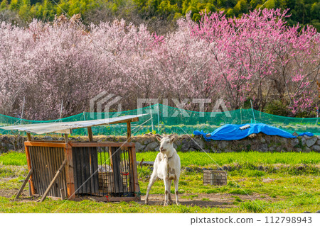 Cherry blossoms and goats Japanese countryside 112798943