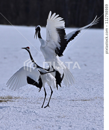 Red-crowned crane natural monument Red-crowned crane natural monument 112798989