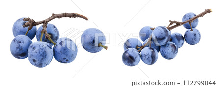 Fresh blackthorn berries with twig, prunus spinosa isolated on white background with full depth of field 112799044