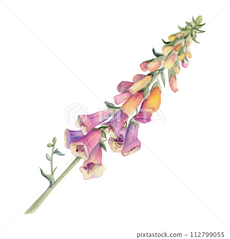 Hand drawn watercolor illustration botanical flower leaves. Foxglove snapdragon delphinium lupin beardtongue bell fritillaria penstemon. Single object isolated on white. Design wedding love cards shop 112799055