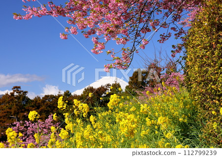 神奈川縣足柄郡松田町內藤園亞久里公園嵯峨三園、松田草寮、早開的河津櫻花和油菜花田以及白雪皚皚的富士山 神奈川縣足柄郡松田町內藤園亞久里公園嵯峨三園、松田草寮、早開的河津櫻花和油菜花田以及白雪皚皚的富士山 112799239