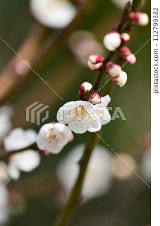Plum (for praying for success, etc.) Plum (for praying for success, etc.) 112799382