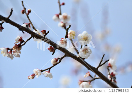 Plum (for praying for success, etc.) Plum (for praying for success, etc.) 112799383