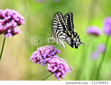 春天的圖像（燕尾蝴蝶） 112799915