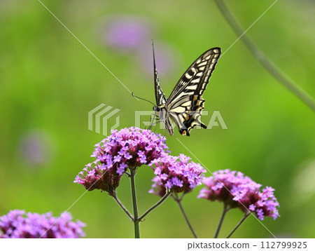 春天的圖像（燕尾蝴蝶） 112799925
