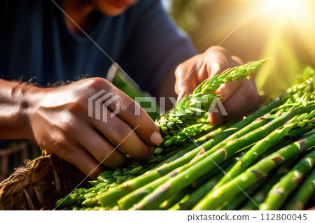 Hand picking harvest fresh asparagus, in the plantation area. 112800045