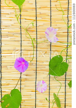 牽牛花牽牛花牽牛花 112800069