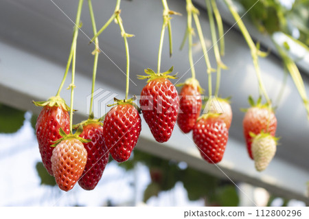 Strawberries in a plastic greenhouse Strawberry picking 112800296