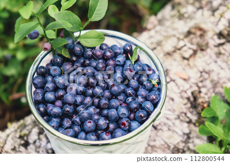 Close-up of Blueberries in white bucket in the forest with green leaves. Country life gardening eco friendly living Harvested berries, process of collecting, harvesting berries into glass jar in the 112800544