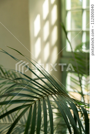 Close up of palm leaf next to old window. Abstract minimal interior design background decor template mockup. Concept of ecology exotic plant. Warm tan sunlight shadows through green window. Aesthetic Close up of palm leaf next to old window. Abstract minimal interior design background decor template mockup. Concept of ecology exotic plant. Warm tan sunlight shadows through green window. Aesthetic 112800840