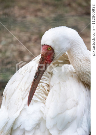 Siberian crane (Grus leucogeranus) Siberian crane (Grus leucogeranus) 112800958