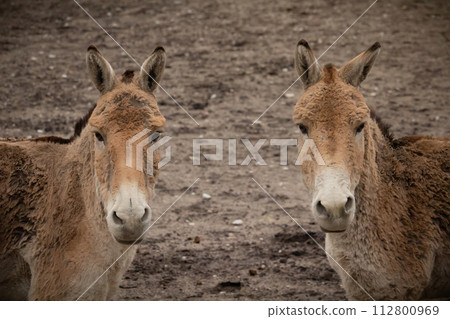 Turkmenian kulan (Equus hemionus kulan), Turkmenian kulan (Equus hemionus kulan), 112800969