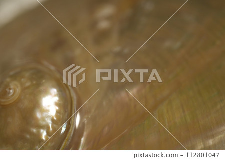 紐西蘭鮑魚殼 112801047