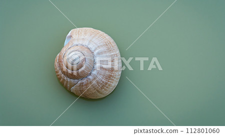 A single seashell, delicately placed against a colored background, captures the essence of the ocean 112801060