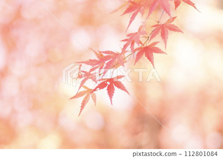 秋天的樹葉 秋天的樹葉 112801084