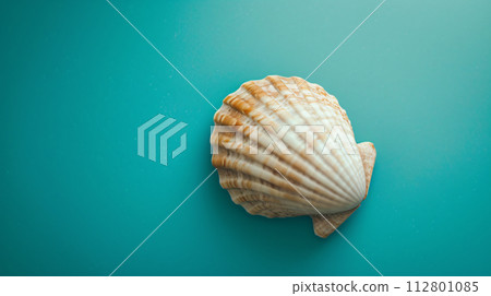 A single seashell, delicately placed against a colored background, captures the essence of the ocean 112801085