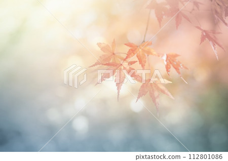 秋天的樹葉 秋天的樹葉 112801086
