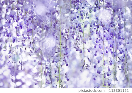 Wisteria 112801151