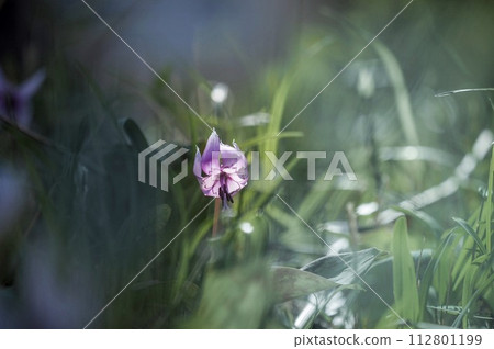 Katakuri Katakuri 112801199