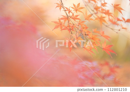 秋天的樹葉 秋天的樹葉 112801210