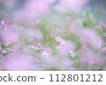 Cosmos 112801212